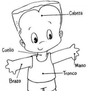El cuerpo Humano