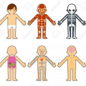 CONOCIENDO EL CUERPO HUMANO