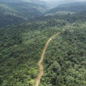 Bosque Húmedo Tropical del chocó