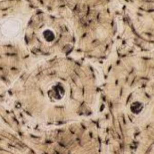 Histología I