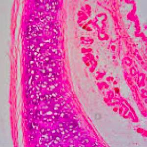 Histología II
