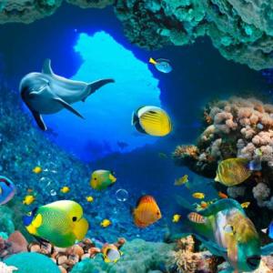 Imagen de portada del videojuego educativo: Juego de la memoria marino, de la temática Medio ambiente
