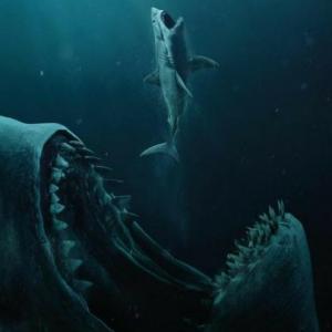ILLEGAL SHARK FISHING