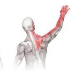 Musculos del cuerpo