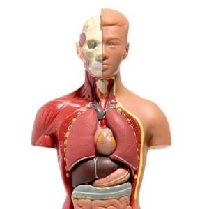 conociendo el cuerpo humano