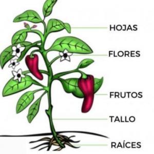 PARTES DE LAS PLANTAS