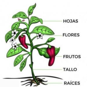 PARTES DE LAS PLANTAS 1