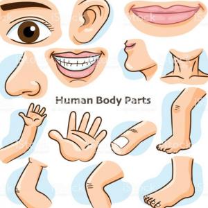 PARTES DEL CUERPO