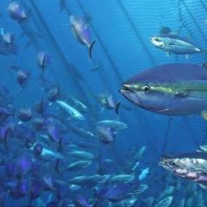 Where have all the fish gone?