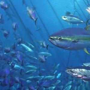 Where have all the fish gone?