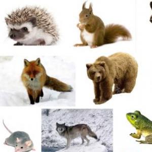LOS ANIMALES Y SU CLASIFICACION