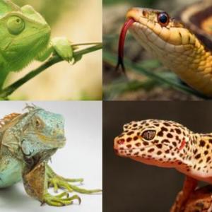 Imagen de portada del videojuego educativo: LOS REPTILES , de la temática Cultura general