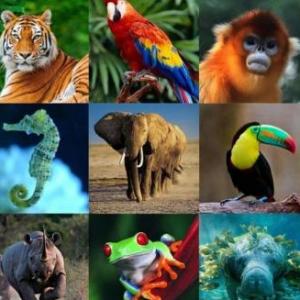 ANIMALITOS