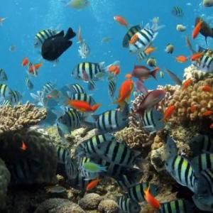 ANIMALES MARINOS