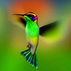 LEYENDA DEL GUANUMBY (COLIBRÍ)