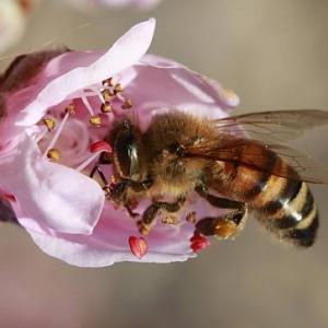 Imagen de portada del videojuego educativo: Conociendo a las abejas, de la temática Ciencias