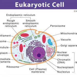 Eukaryotic Cell