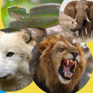 ANIMALES PELIGROSOS