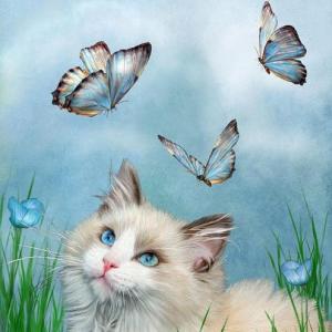 Encuentra gatitos