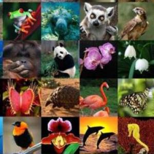 MUNDO ANIMAL