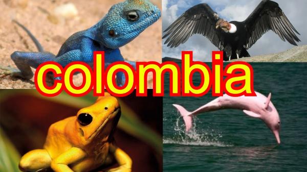 Animales asombrosos región Andina