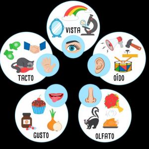 La oca de los sentidos