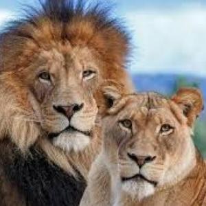 Animales de la Selva