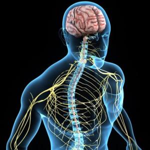 Repaso Anatomía del Sistema Nervioso