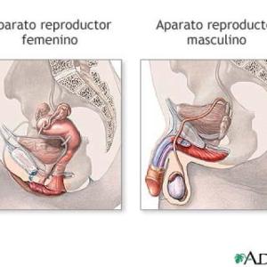 Trivia repaso Anatomía Genital