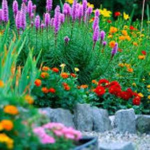 Jugamos con las plantas