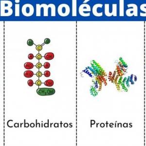 Biomoléculas