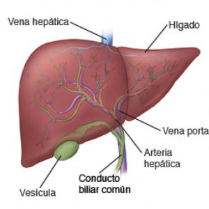 Hígado 