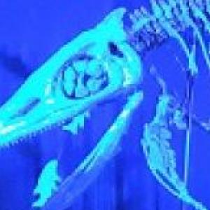 Conocimientos de Paleontología