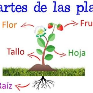 Recordando las partes de la planta