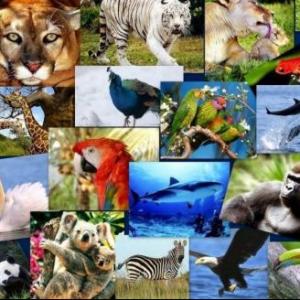 TIPOS DE ANIMALES