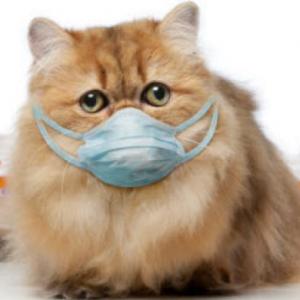 Test de origen de coronavirus