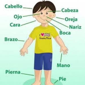 Vocabulaire Le Corps