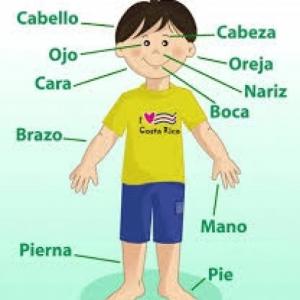 Vocabulaire Le Corps 2