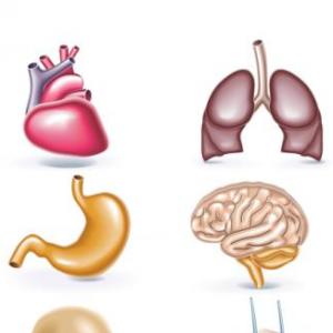 ¿Qué hay en el interior de mi cuerpo?