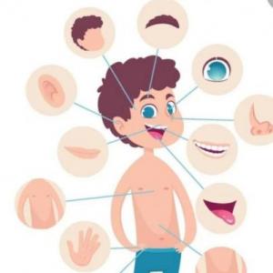 Partes del cuerpo y sus funciones