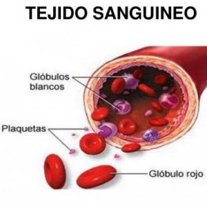 Tejido Sanguíneo Grupal
