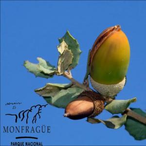 Imagen de portada del videojuego educativo: Especies vegetales del P.N. de Monfragüe, de la temática Medio ambiente