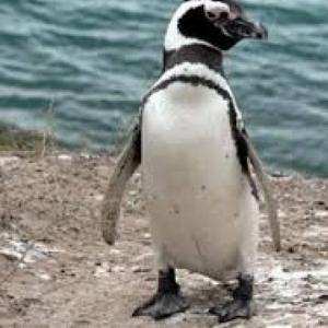 Animales del sur