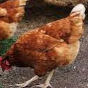 los animales de la granja 