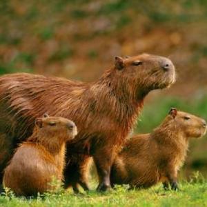 ANIMALES AUTOCTONOS