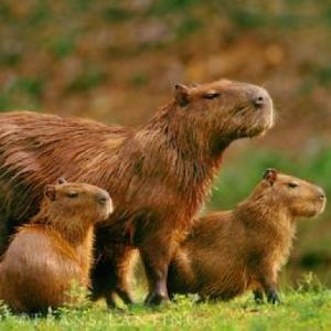 ANIMALES AUTOCTONOS