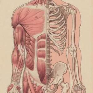 Sistema oseo muscular