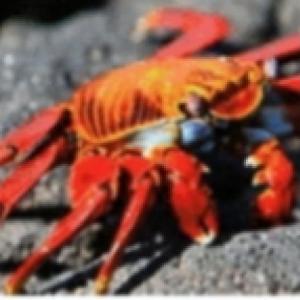recuerda los animales acuático