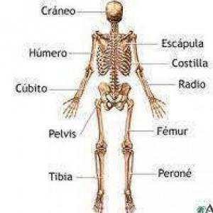 OSTEOLOGIA