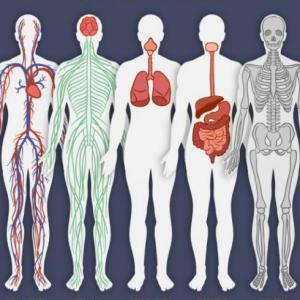 Bases Fisiológicas (Psicología Social)